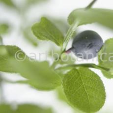 Heidelbeere-Vaccinium-myrtillus-12