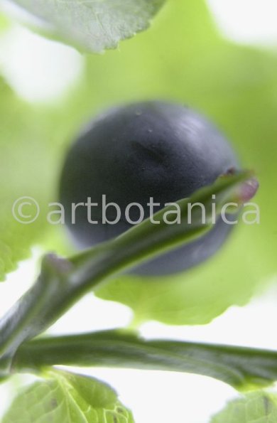 Heidelbeere-Vaccinium-myrtillus-8