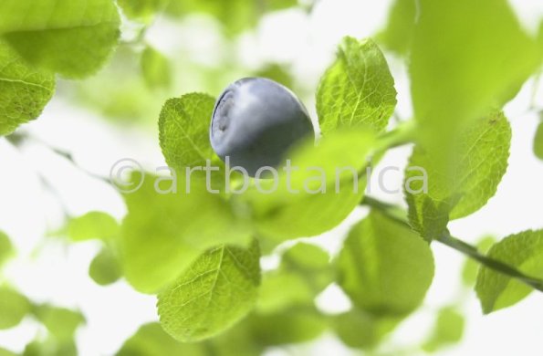 Heidelbeere-Vaccinium-myrtillus-15