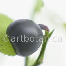 Heidelbeere-Vaccinium-myrtillus-9
