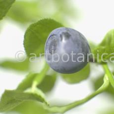 Heidelbeere-Vaccinium-myrtillus-17