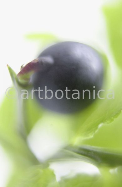 Heidelbeere-Vaccinium-myrtillus-7
