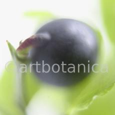 Heidelbeere-Vaccinium-myrtillus-7