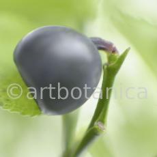 Heidelbeere-Vaccinium-myrtillus-10