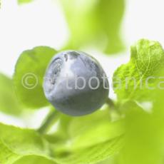 Heidelbeere-Vaccinium-myrtillus-16