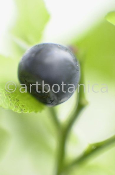 Heidelbeere-Vaccinium-myrtillus-11