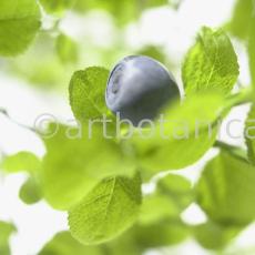 Heidelbeere-Vaccinium-myrtillus-15