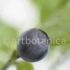 Heidelbeere-Vaccinium-myrtillus-5