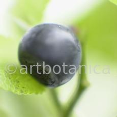 Heidelbeere-Vaccinium-myrtillus-11