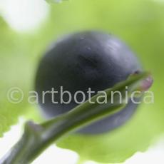 Heidelbeere-Vaccinium-myrtillus-8