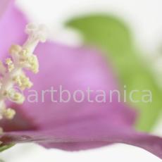 Hibiskus-Hibiscus-sabdariffa-13