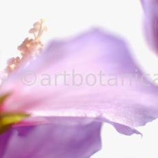 Hibiskus-Hibiscus-sabdariffa-48