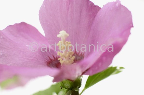 Hibiskus-Hibiscus-sabdariffa-19