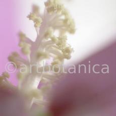 Hibiskus-Hibiscus-sabdariffa-14