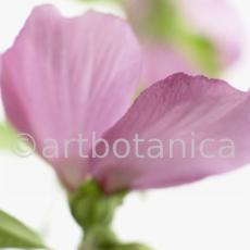 Hibiskus-Hibiscus-sabdariffa-3