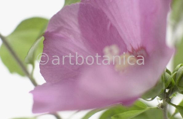 Hibiskus-Hibiscus-sabdariffa-5