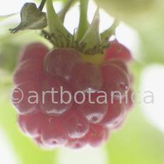 Himbeere-Rubus-idaeus-8