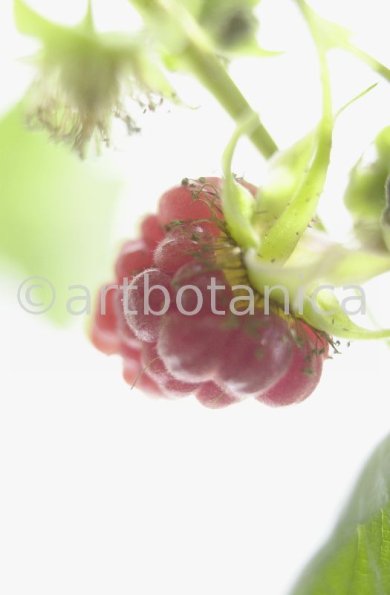 Himbeere-Rubus-idaeus-13