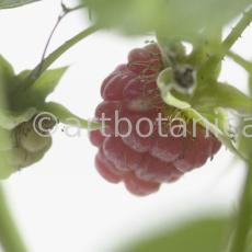 Himbeere-Rubus-idaeus-25
