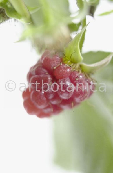 Himbeere-Rubus-idaeus-12