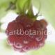 Himbeere -Rubus idaeus