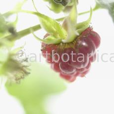 Himbeere-Rubus-idaeus-14