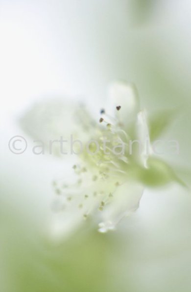 Himbeere-Rubus-idaeus-1