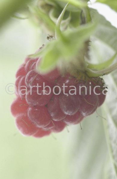 Himbeere-Rubus-idaeus-23
