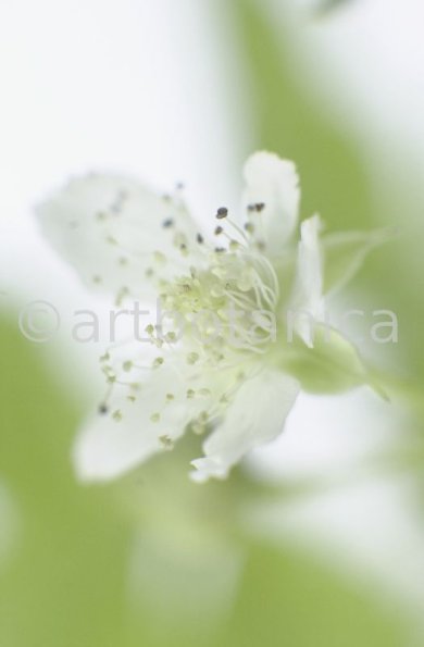 Himbeere-Rubus-idaeus-5