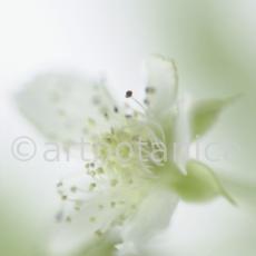 Himbeere-Rubus-idaeus-4