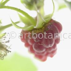 Himbeere-Rubus-idaeus-17