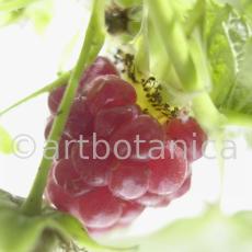 Himbeere-Rubus-idaeus-11