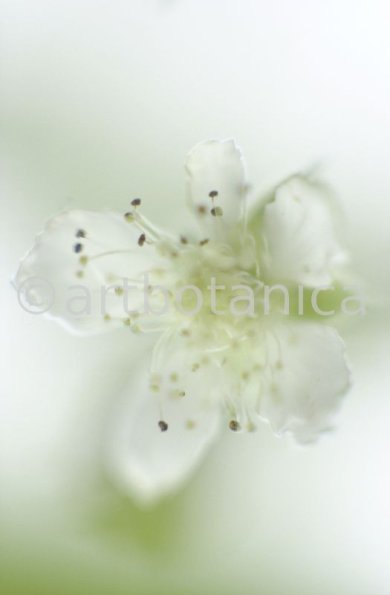 Himbeere-Rubus-idaeus-3
