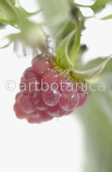 Himbeere-Rubus-idaeus-18