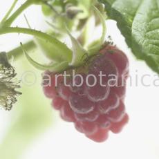 Himbeere-Rubus-idaeus-26