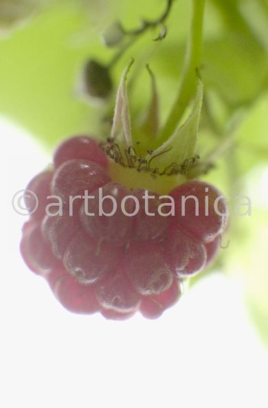 Himbeere-Rubus-idaeus-10