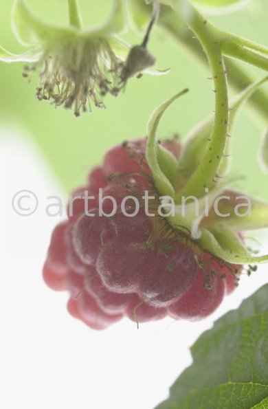 Himbeere-Rubus-idaeus-22