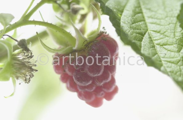 Himbeere-Rubus-idaeus-26