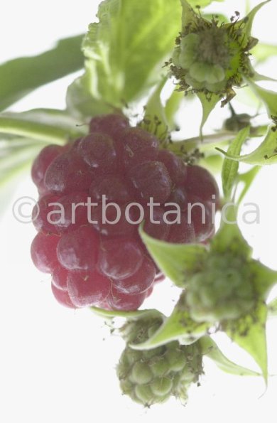 Himbeere-Rubus-idaeus-24