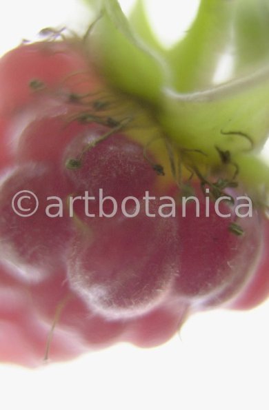 Himbeere-Rubus-idaeus-19