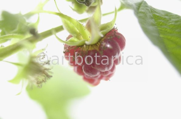 Himbeere-Rubus-idaeus-14