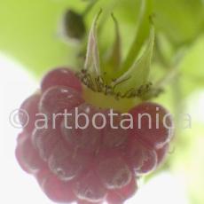 Himbeere-Rubus-idaeus-10