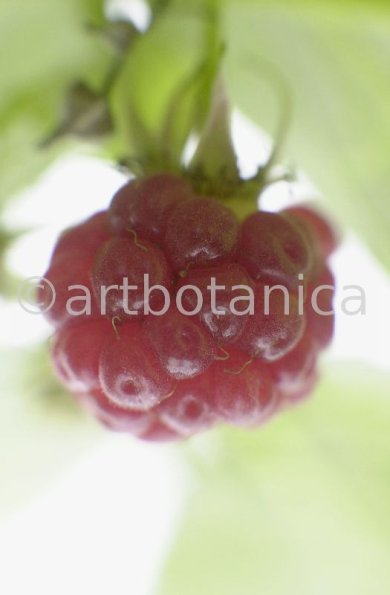 Himbeere-Rubus-idaeus-9