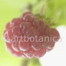 Himbeere-Rubus-idaeus-7