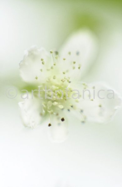 Himbeere-Rubus-idaeus-2