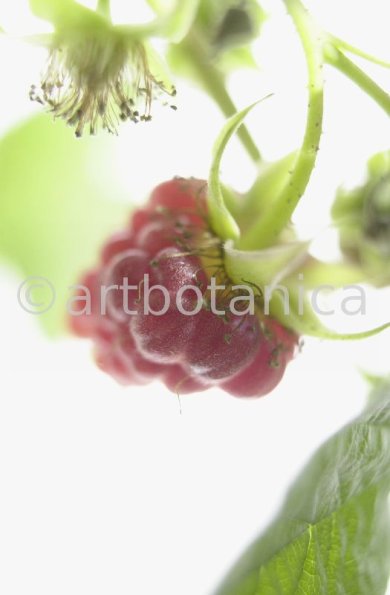 Himbeere-Rubus-idaeus-16