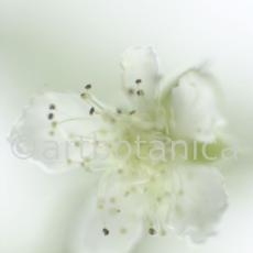 Himbeere-Rubus-idaeus-3