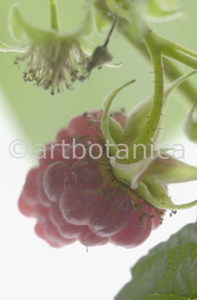 Himbeere-Rubus-idaeus-21
