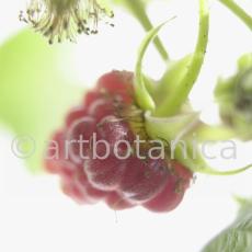 Himbeere-Rubus-idaeus-16