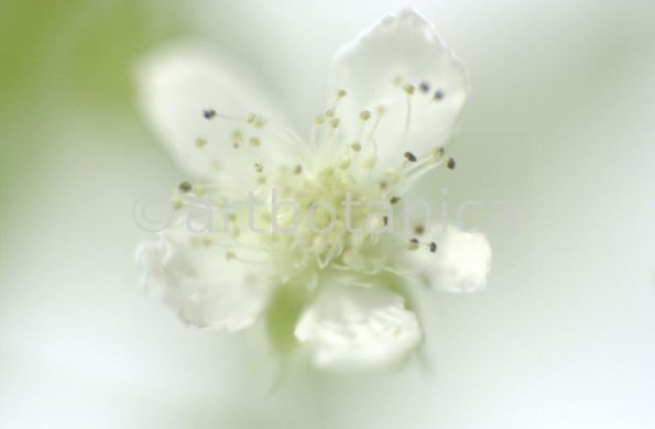 Himbeere-Rubus-idaeus-6